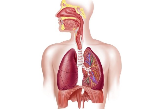 Blood and the respiratory system